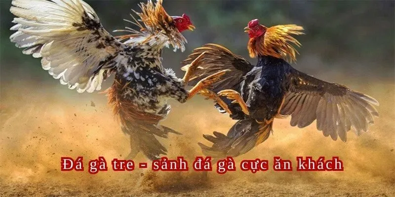 Đấu trường chọi gà tre tại sảnh cược đá gà AE888 là được mệnh danh là một trong những sảnh đá gà hay nhất