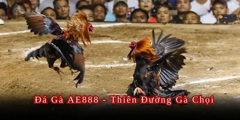Hé lộ thiên đường đấu trường gà chọi đẳng cấp nhất châu lục - Đá gà AE888